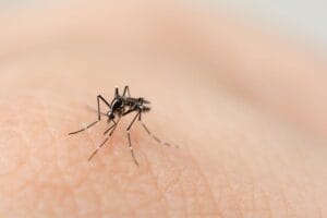 Prevenção da Dengue